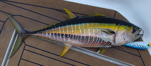 Yellowfin tuna (Thunnus albacares) — Scombridae — 2