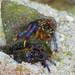 Blue-legged Hermit Crab - Photo (c) Evan Kane, some rights reserved (CC BY-NC-ND)