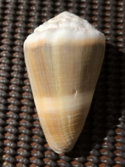 Conus lividus
