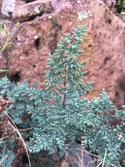 Argyrochosma limitanea