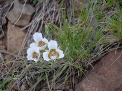 Calochortus ambiguus