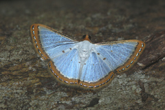 Leuciris institata
