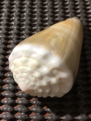 Conus lividus