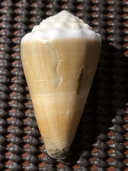 Conus lividus