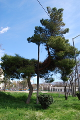 Pinus halepensis