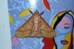 Polygrammodes hercules