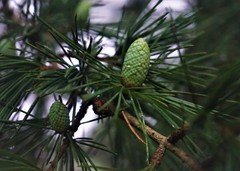 Cedrus
