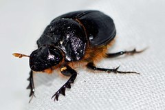 Onthophagus ferox