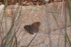 Stygionympha wichgrafi