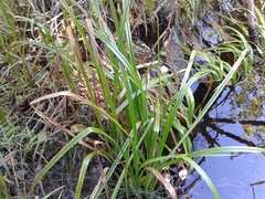 Scirpus sylvaticus