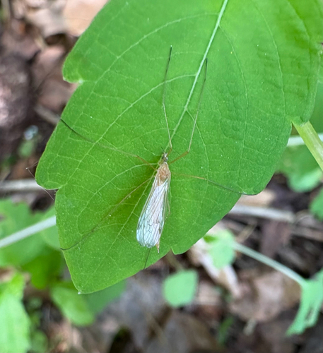 Shannonomyia lenta