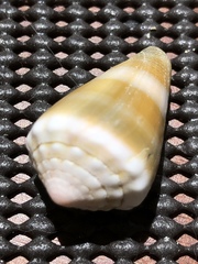 Conus lividus
