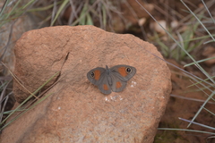 Stygionympha wichgrafi