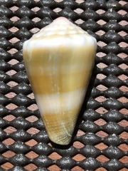 Conus lividus