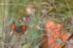 Stygionympha wichgrafi