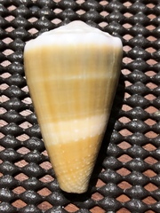 Conus lividus