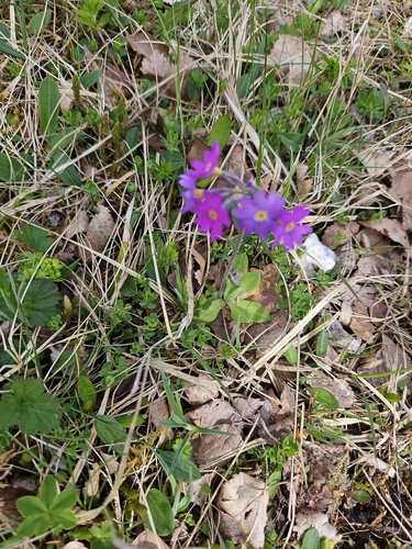 Scandinavian primrose (Primula scandinavica)