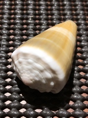 Conus lividus
