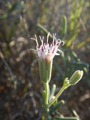 Palafoxia linearis