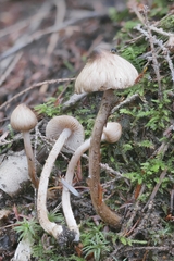 Inocybe fuscodisca
