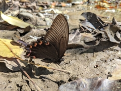 Papilio bianor thrasymedes