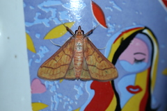 Polygrammodes hercules