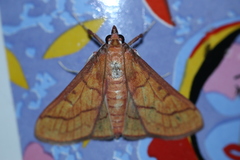 Polygrammodes hercules