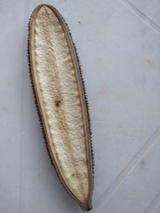Angiospermae