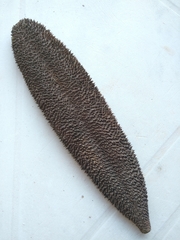 Angiospermae