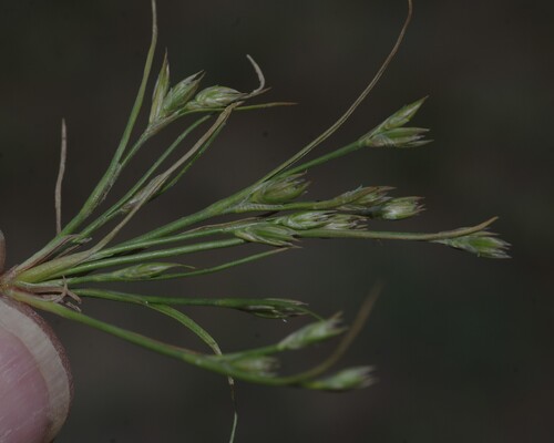 Toad rush