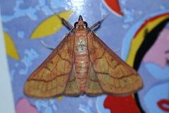 Polygrammodes hercules