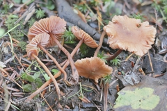 Laccaria striatula