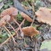 Laccaria striatula - Photo no rights reserved, uploaded by Garrett Taylor