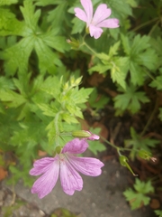 Geranium endressii