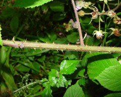 Rubus rufescens