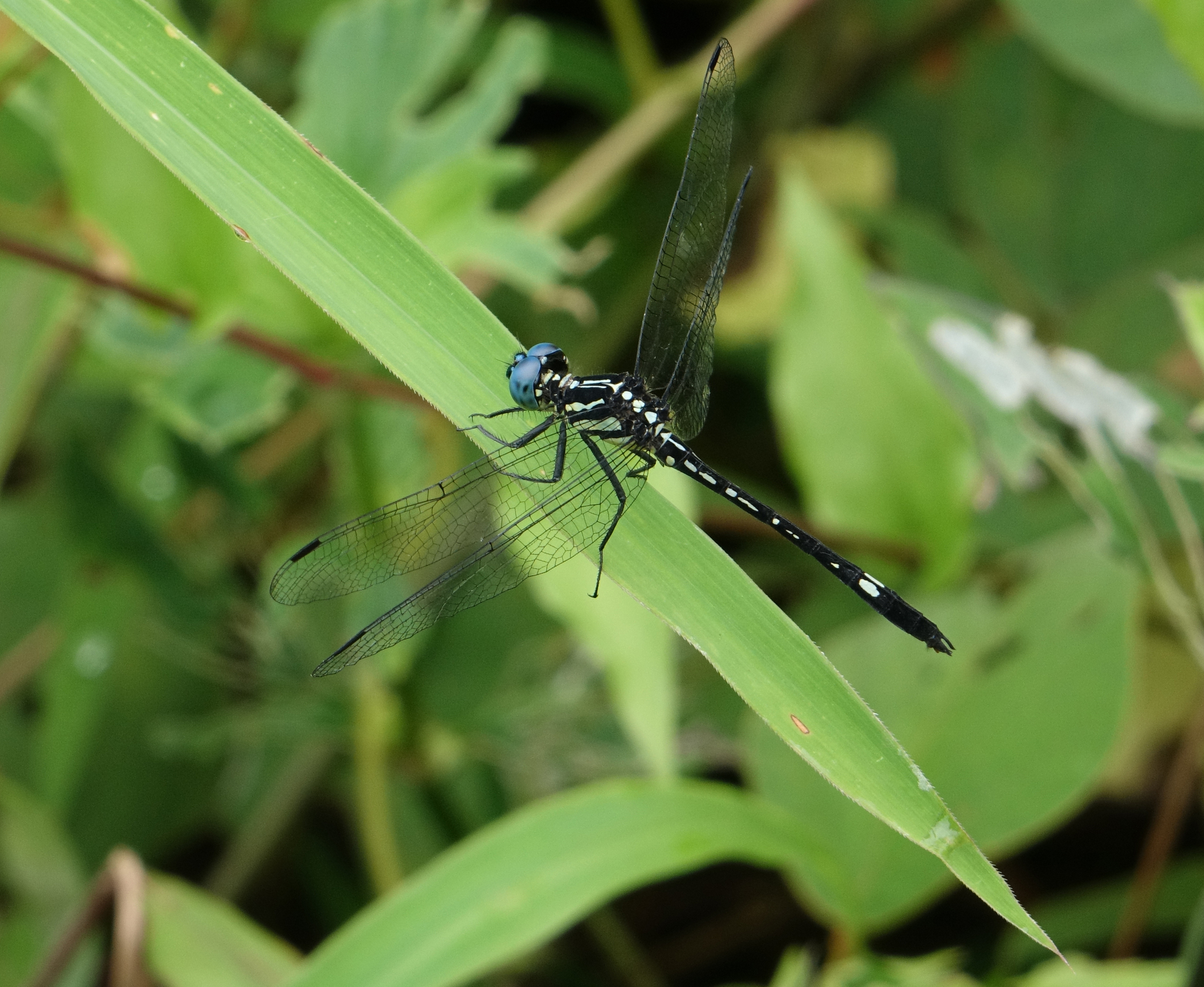 Blue Hawklet