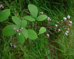 Rubus rufescens