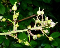 Rubus rufescens