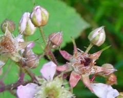 Rubus rufescens