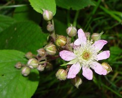 Rubus rufescens