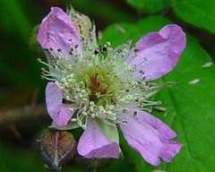 Rubus rufescens