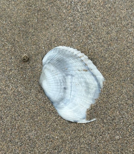 Adacna laeviuscula