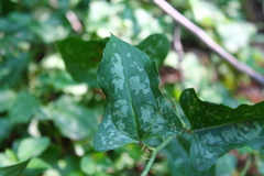 Smilax excelsa