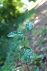 Smilax excelsa
