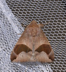 Bastilla solomonensis