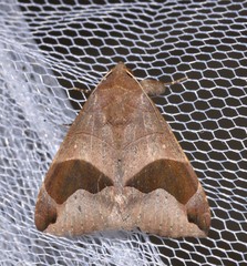 Bastilla solomonensis