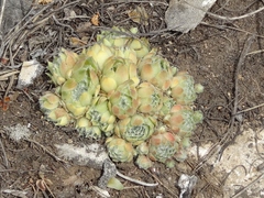 Sempervivum × alatum