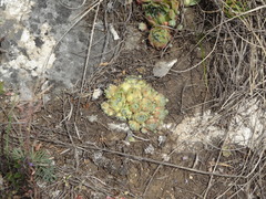 Sempervivum × alatum