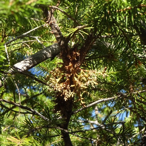 Douglas-Fir Dwarf-Mistletoe (Arceuthobium douglasii)