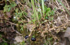 Cerastium morrisonense